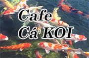 Thiết kế cafe cá KOI